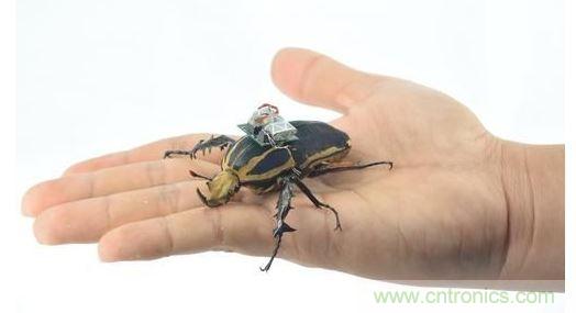 研究人員觀察手中的花甲蟲(chóng)及其背包等細(xì)節(jié)。