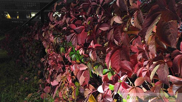 業界良心 LG V10 評測:剛毅、冷峻，不失人性化