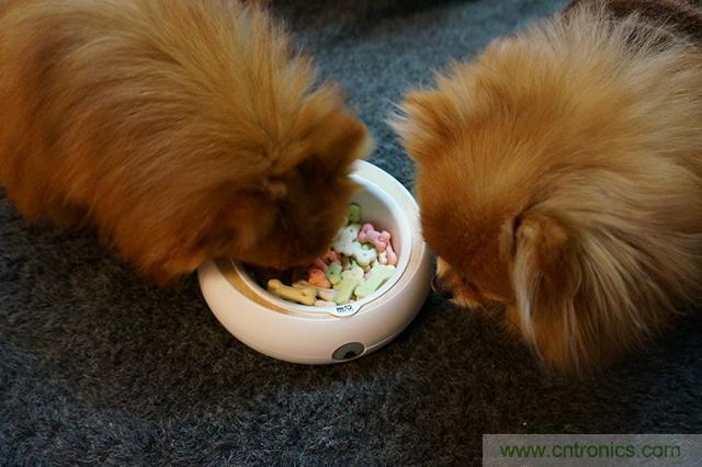 科學喂養(yǎng)從狗娃做起&mdash;&mdash;逗愛乖乖碗測試