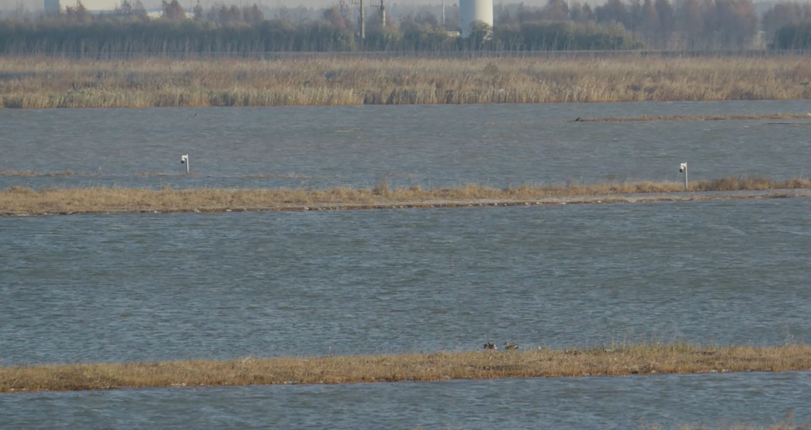 世界濕地日：海康威視攜手一個地球自然基金會，在上海守護這個重要“驛站”