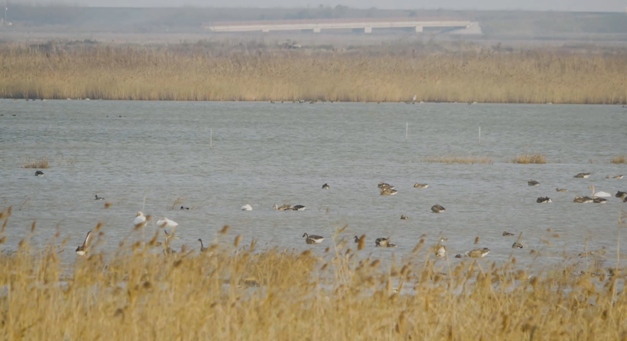 世界濕地日：?？低晹y手一個地球自然基金會，在上海守護這個重要“驛站”
