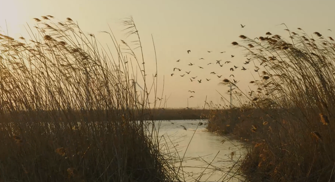 世界濕地日：?？低晹y手一個地球自然基金會，在上海守護這個重要“驛站”