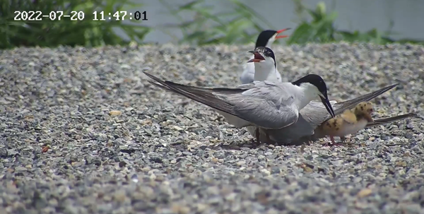 世界濕地日：海康威視攜手一個地球自然基金會，在上海守護這個重要“驛站”