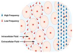  圖1.人體組織的電導(dǎo)率  因此，按照如上初步近似思路，模擬人體行為的電子電路可以建模如下：電阻Ri（細(xì)胞內(nèi)電阻）與電容（細(xì)胞膜電容）串聯(lián)，二者與另一個(gè)電阻Re（細(xì)胞外電阻）并聯(lián)，如圖2所示2。人體的阻抗范圍在1 kHz左右的低頻時(shí)為10 kΩ至1 MΩ，在1 MHz左右的高頻時(shí)為1 kΩ至100 Ω。